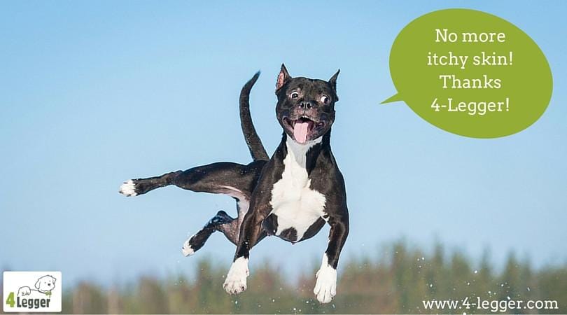 The Case of the Itchy Dog: A Dog Parent Mystery