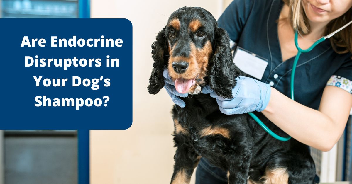 Endocrine Disruptors in Natural Dog Shampoo