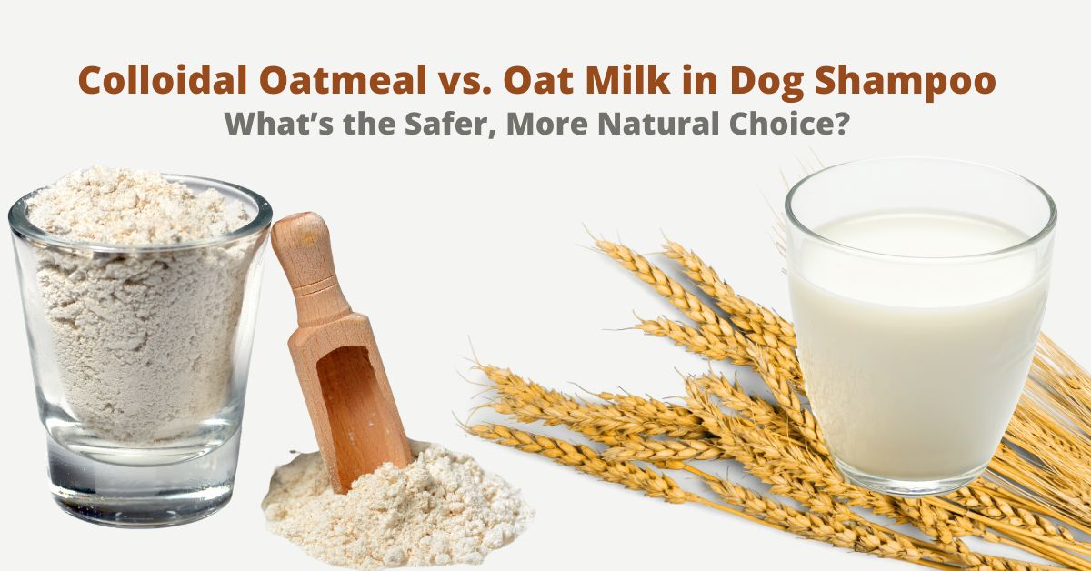 Why oat milk is better than colloidal oatmeal dog shampoo