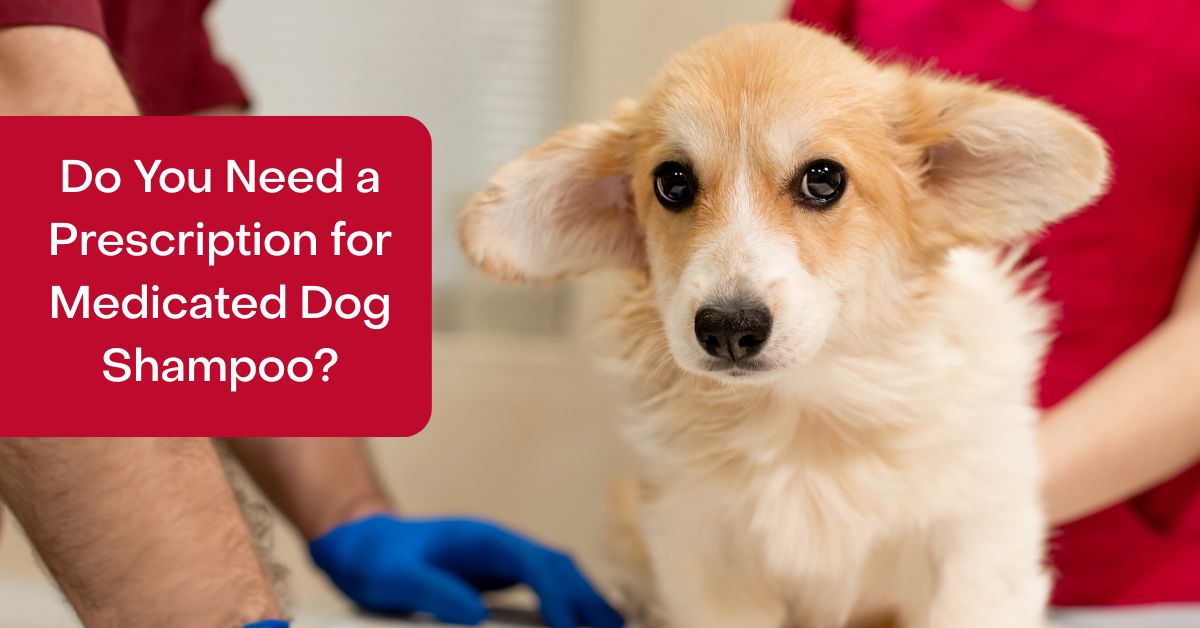Do You Need a Prescription for Medicated Dog Shampoo?