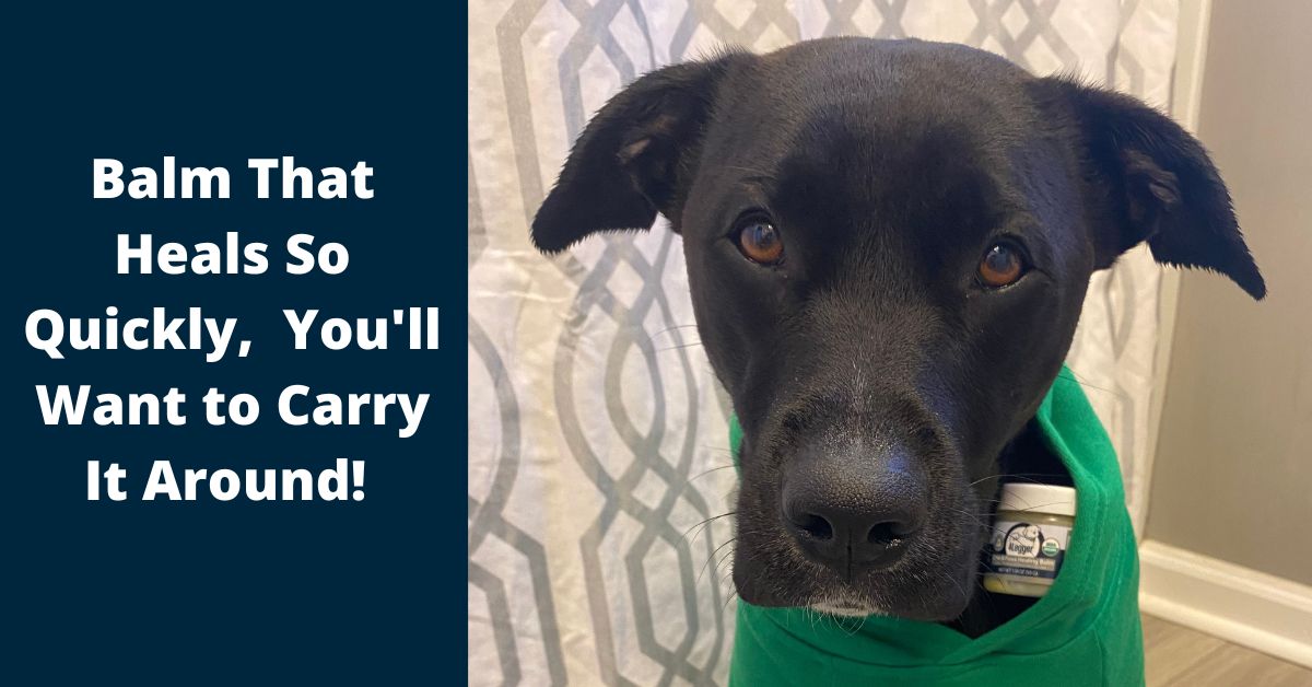 best healing salve for dogs with dry itchy skin