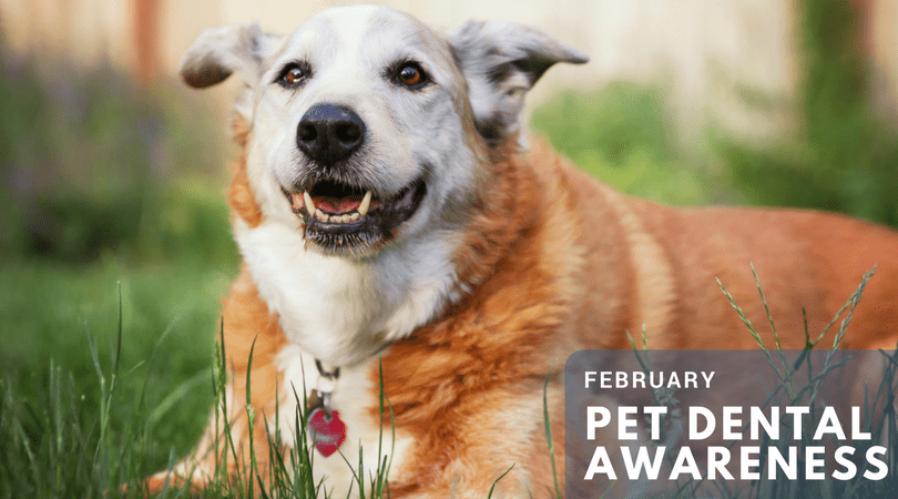 Natural Dog Toothpaste | Vegan Dog Toothpaste