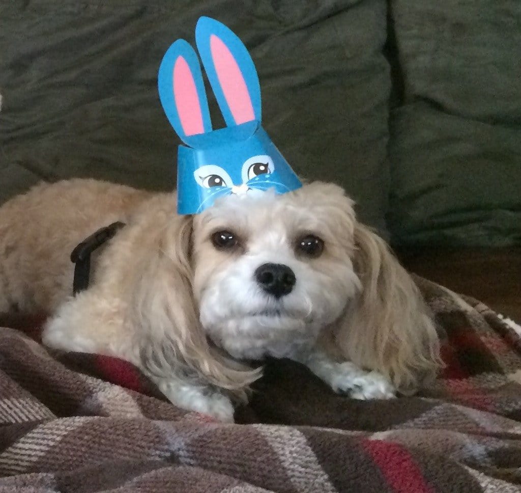 Organic Dog Shampoo | Natural Dog Shampoo