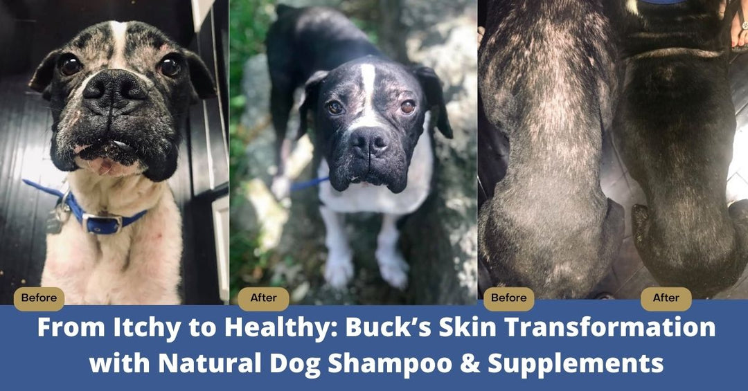 the power of the best natural dog shampoo