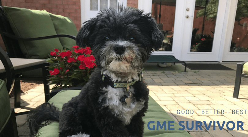 Essential oils for dogs | aromatherapy for dogs | dog seizures essential oils