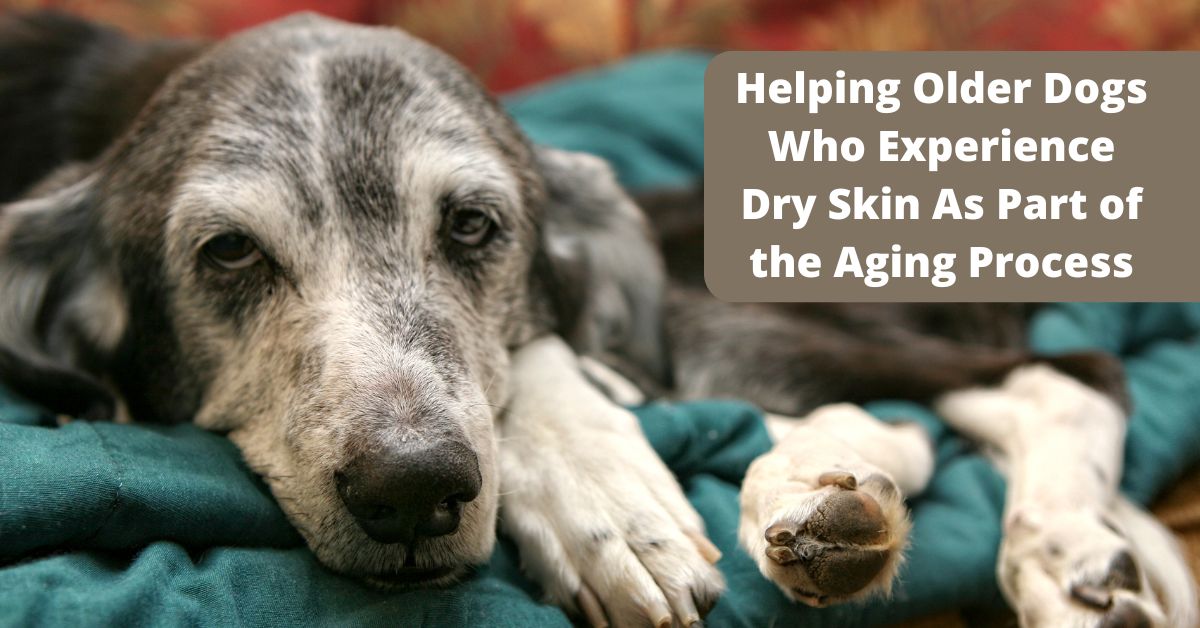how to help old dog with dry skin