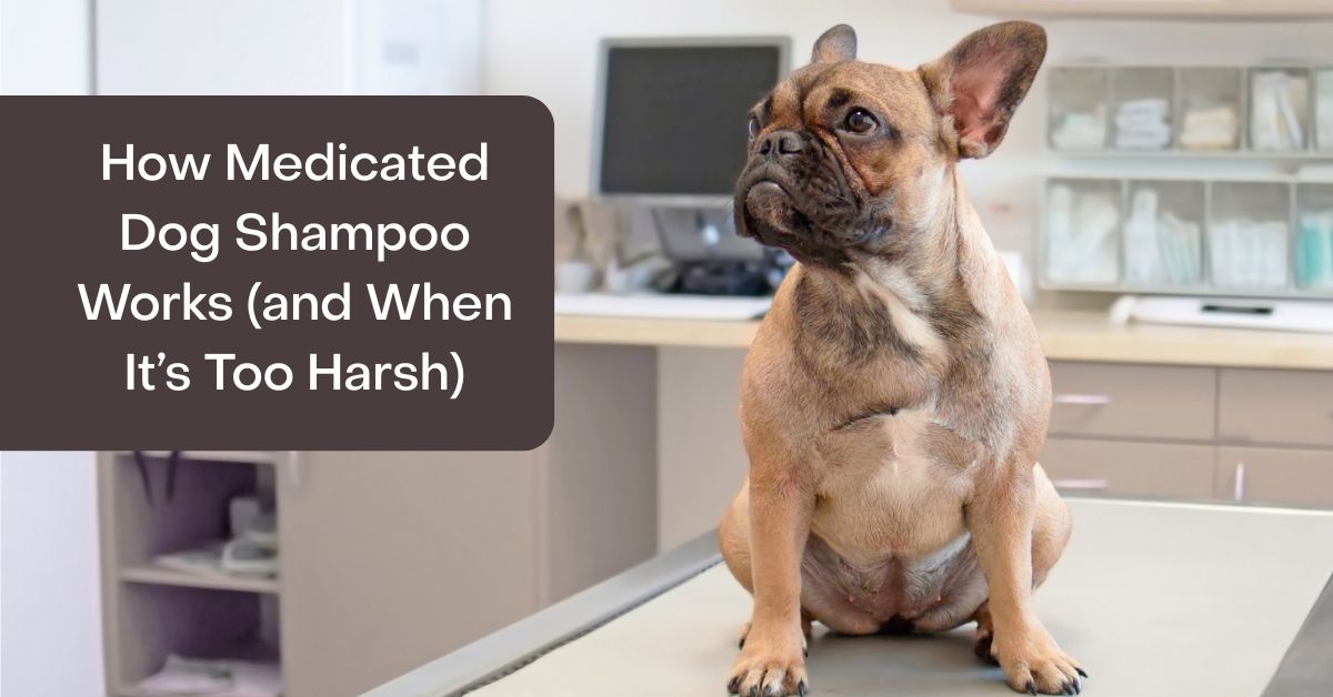 dangers of medicated dog shampoo