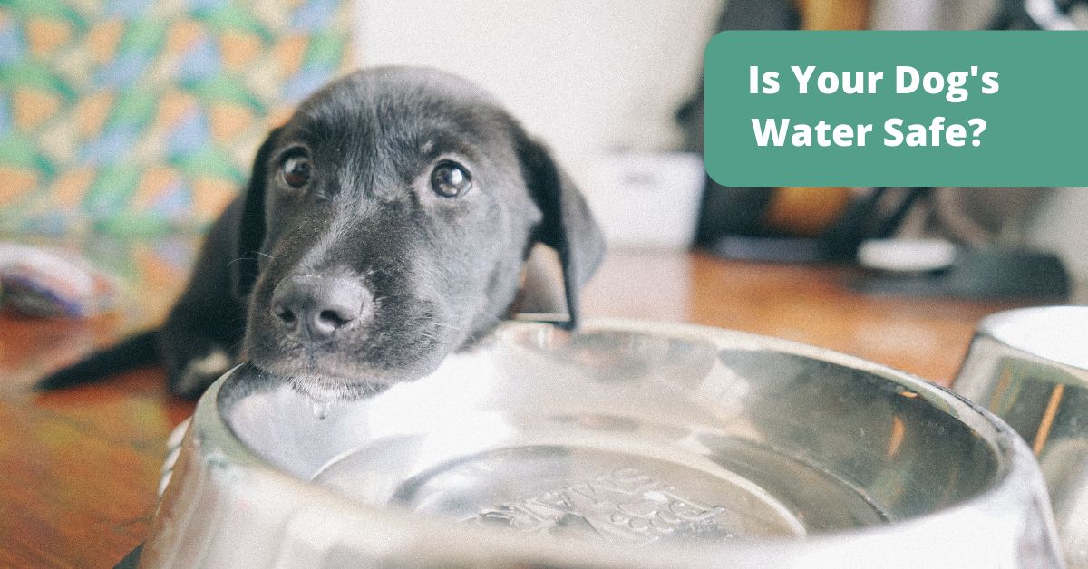 How to find out if your dog's water is safe