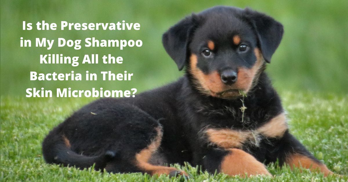 Is the preservative in my dog's shampoo safe