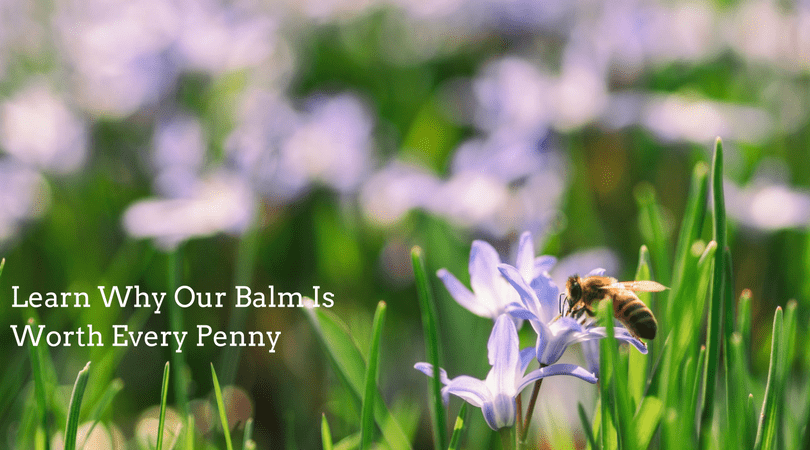 4-Legger's Nose and Paw Healing Balm is the Best Thanks to USDA Certified Organic Ingredients