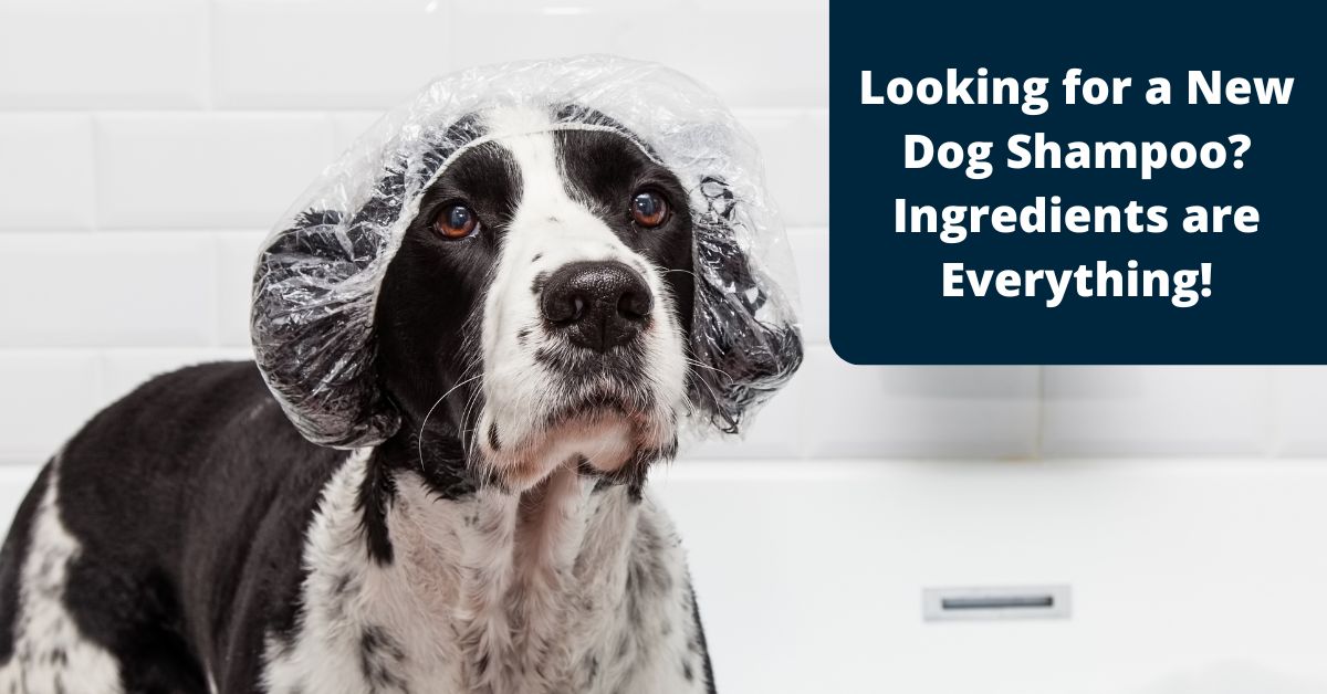 Looking for the best dog shampoo? Look at ingredients