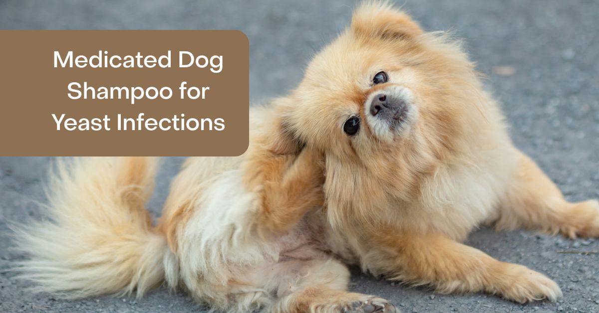 best medicated dog shampoo for yeast infection