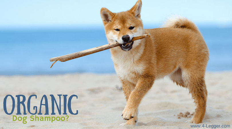 Is Your Oatmeal Dog Shampoo Really Organic?