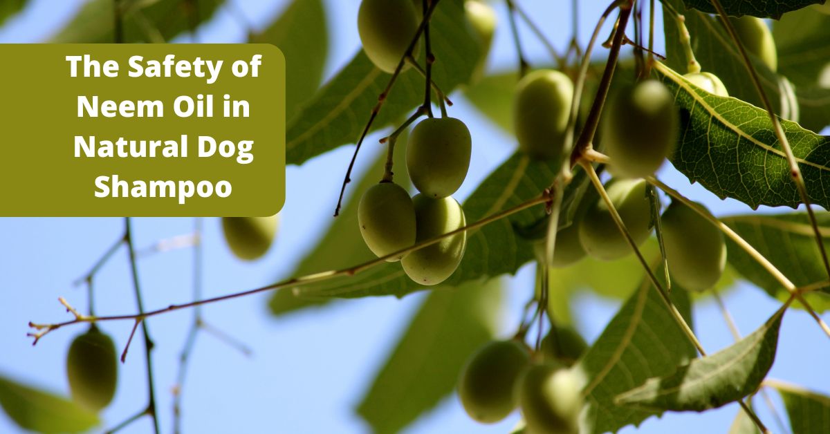 Neem oil natural dog shampoo a natural flea dog shampoo