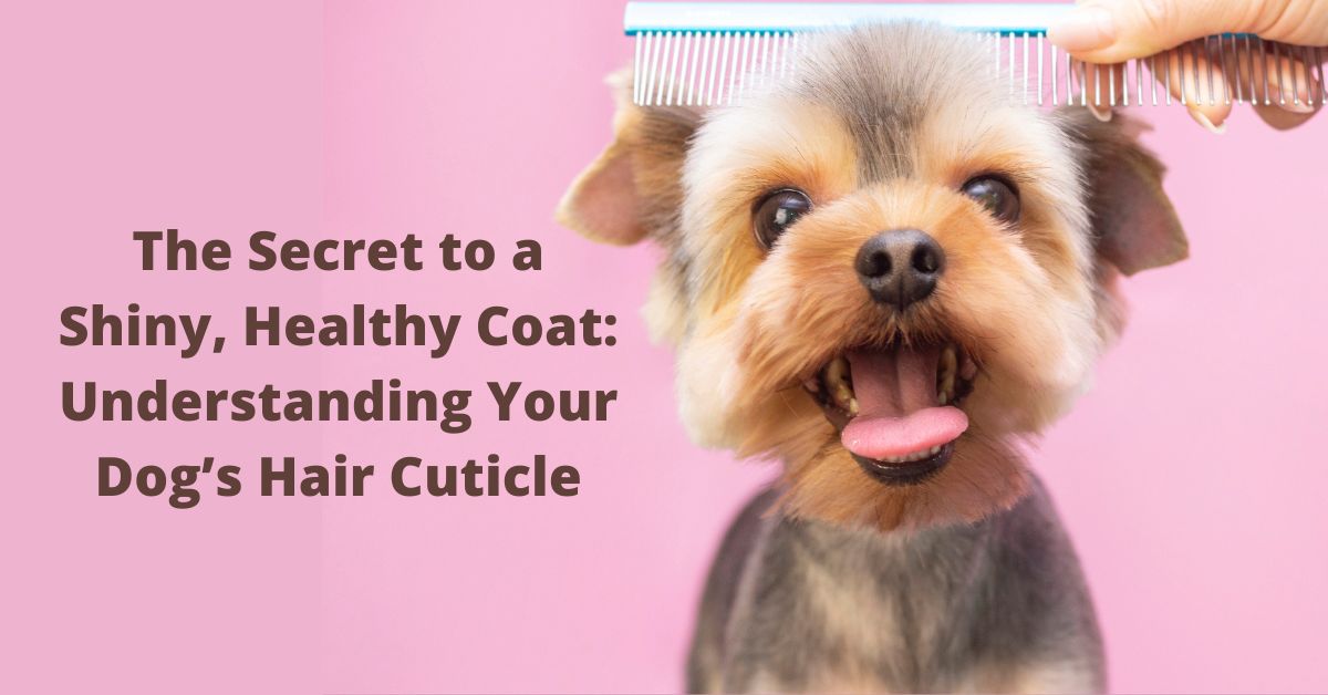 Best dog conditioner safe apple cider vinegar