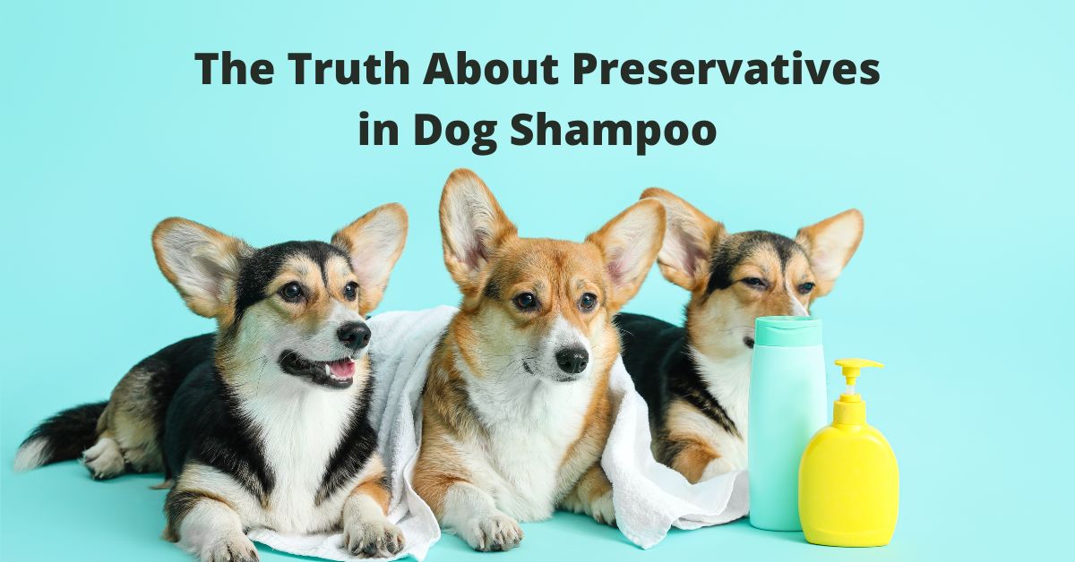 Toxic Preservatives in Natural Dog Shampoo