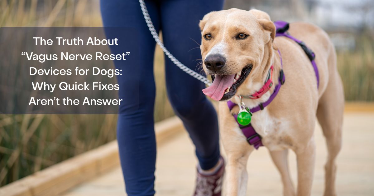 Do vagus nerve reset devices work in dogs