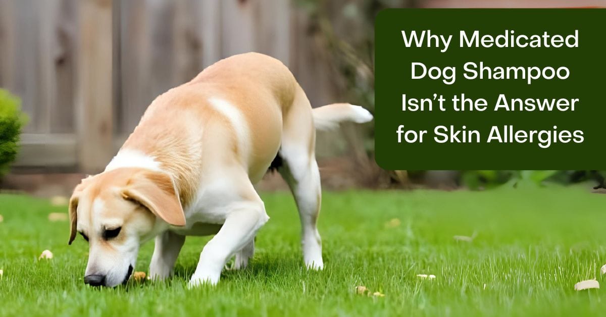 do you need medicated dog shampoo for dog allergies