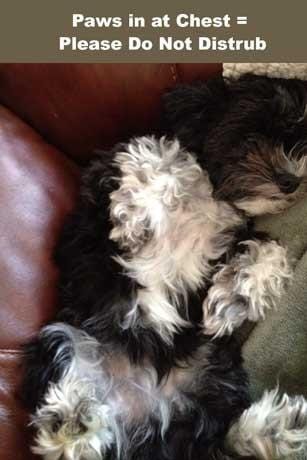 Dog Sleeping | Organic Dog Shampoo | Natural Dog Shampoo