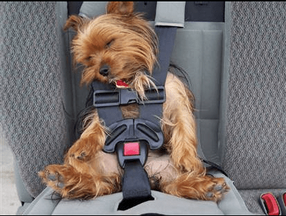 Best Dog Shampoo | Organic Dog Shampoo