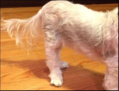 Chemical Free Dog Shampoo | Non-Toxic Dog Shampoo | Dog Thyroid Function