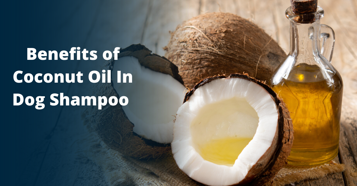 best coconut oil dog shampoo for dogs dry itchy skin