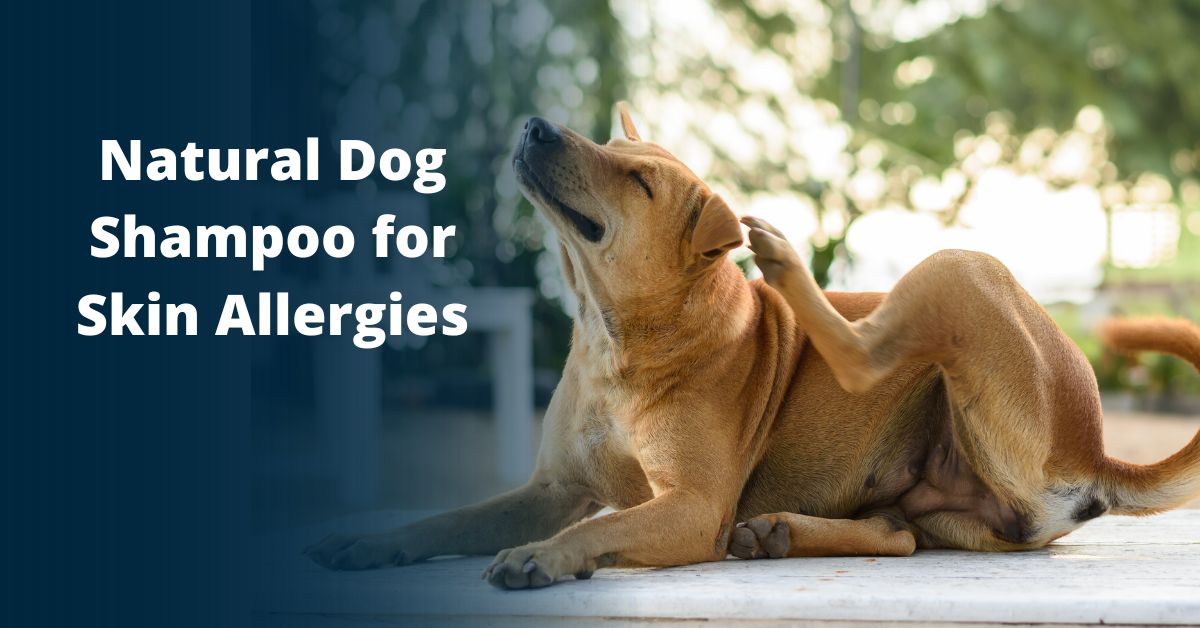 Natural Dog Shampoo for Dog Skin Allergies: Canine Atopic Dermatitis