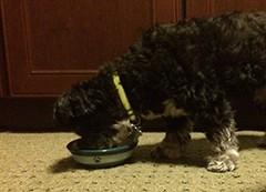 Itchy Skin Dog Shampoo | Dog Shampoo for Itchy Skin