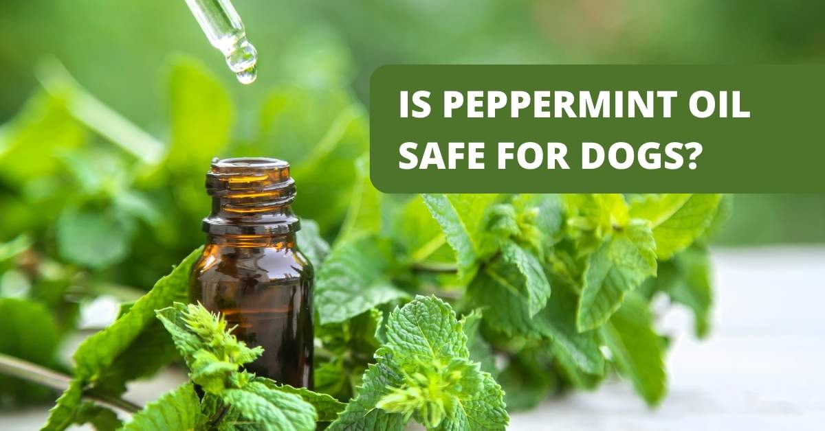 Is peppermint oil safe for dogs