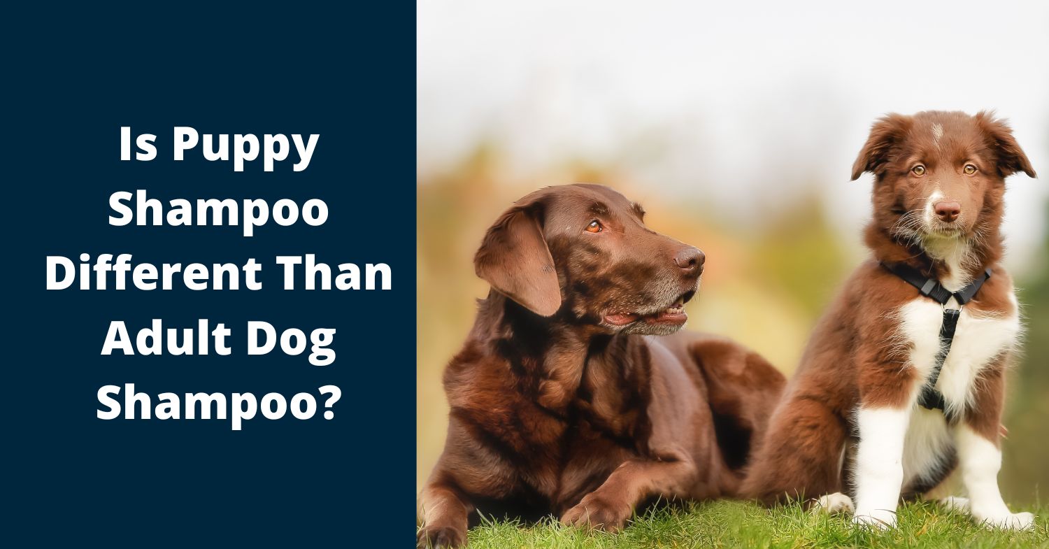 Is Puppy Shampoo Different than Adult Dog Shampoo