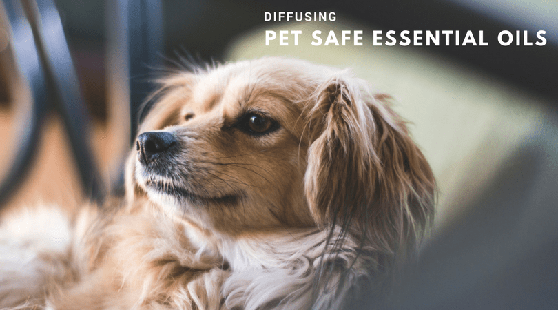 Diffusing Pet Safe Essential Oils In Your Home