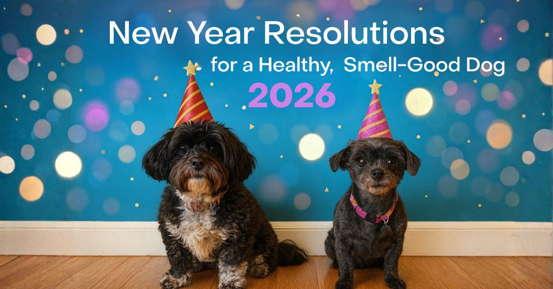 new year resolution to fix dog dry itchy skin
