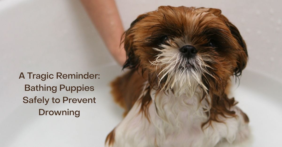 A Tragic Reminder: Bathing Puppies Safely to Prevent Drowning