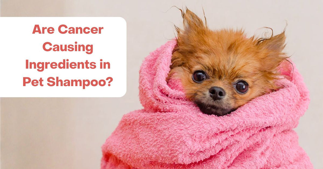 Are there carcinogens in pet shampoo?