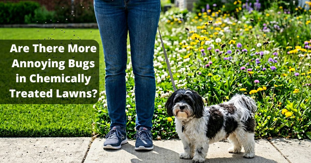 Dog walking past neighboring suburban lawns, one chemically treated and one natural, illustrating the relationship between lawn biodiversity and insect populations