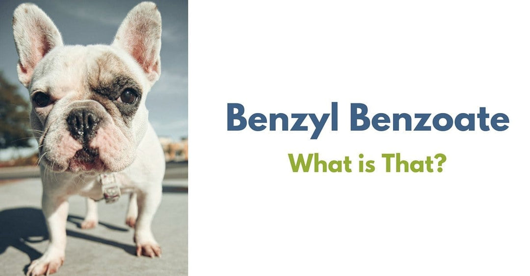 Benzyl Benzoate in Dog Shampoo | Organic Dog Shampoo