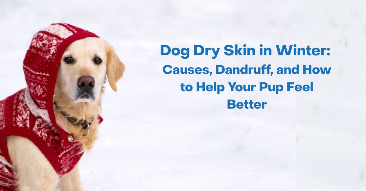 how to help with dog dry skin winter