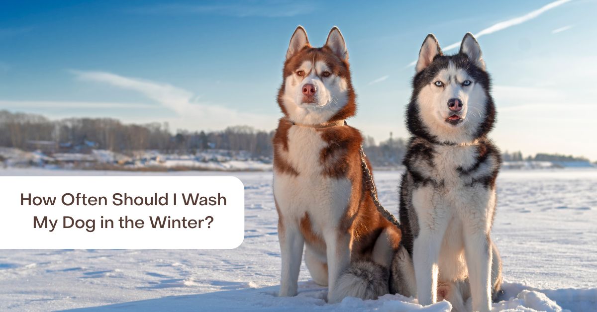 how often should I bathe my dog in winter?
