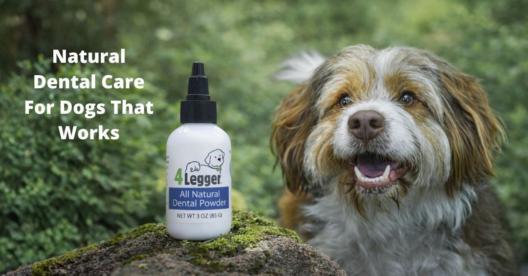 Natural Dog Dental Care that Works