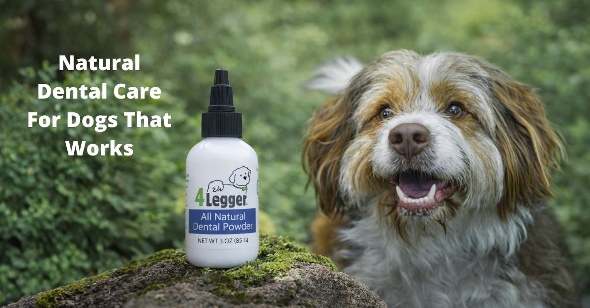 Natural Dog Dental Care that Works