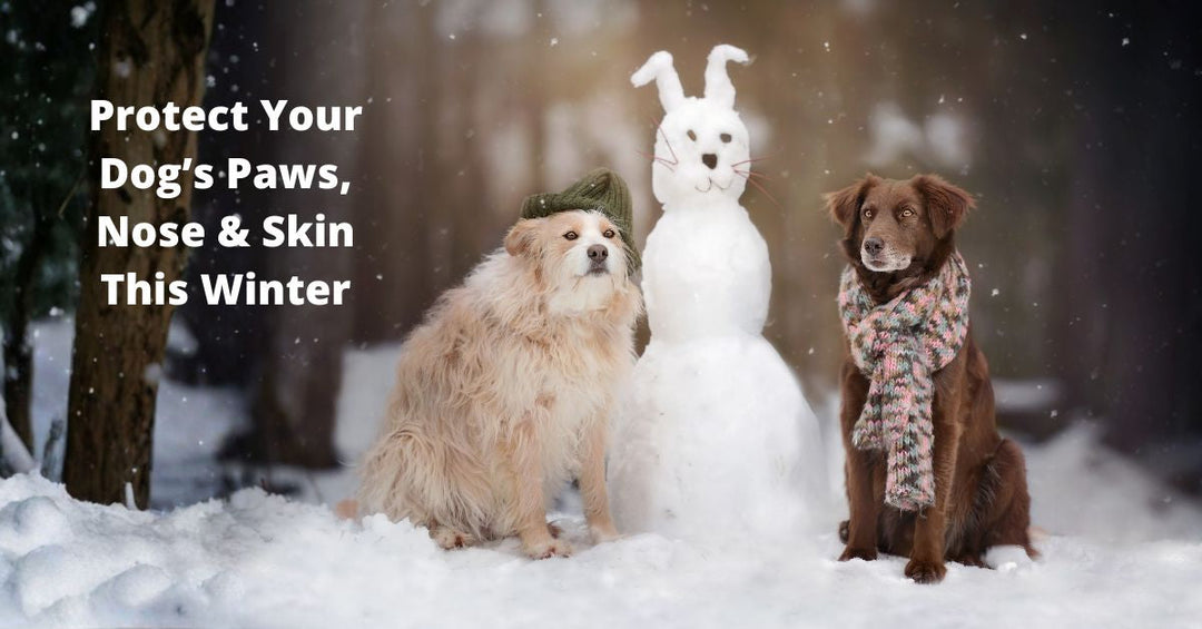 paw wax for dog feet and nose winter
