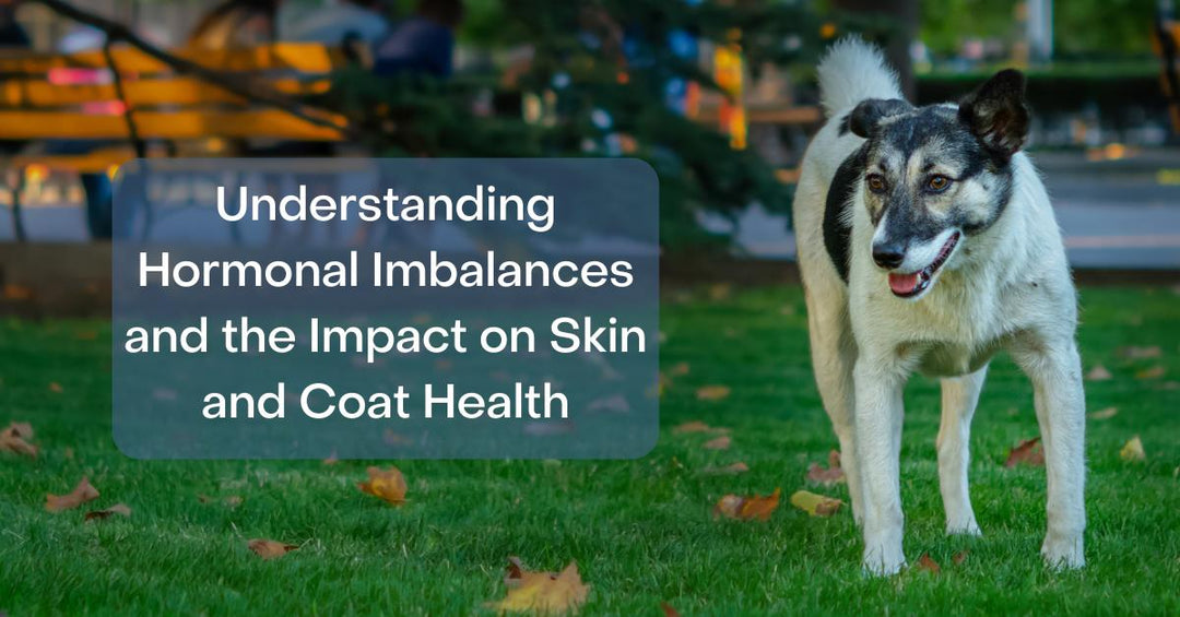 Understanding Hormonal Imbalances and the Impact on Skin and Coat Health