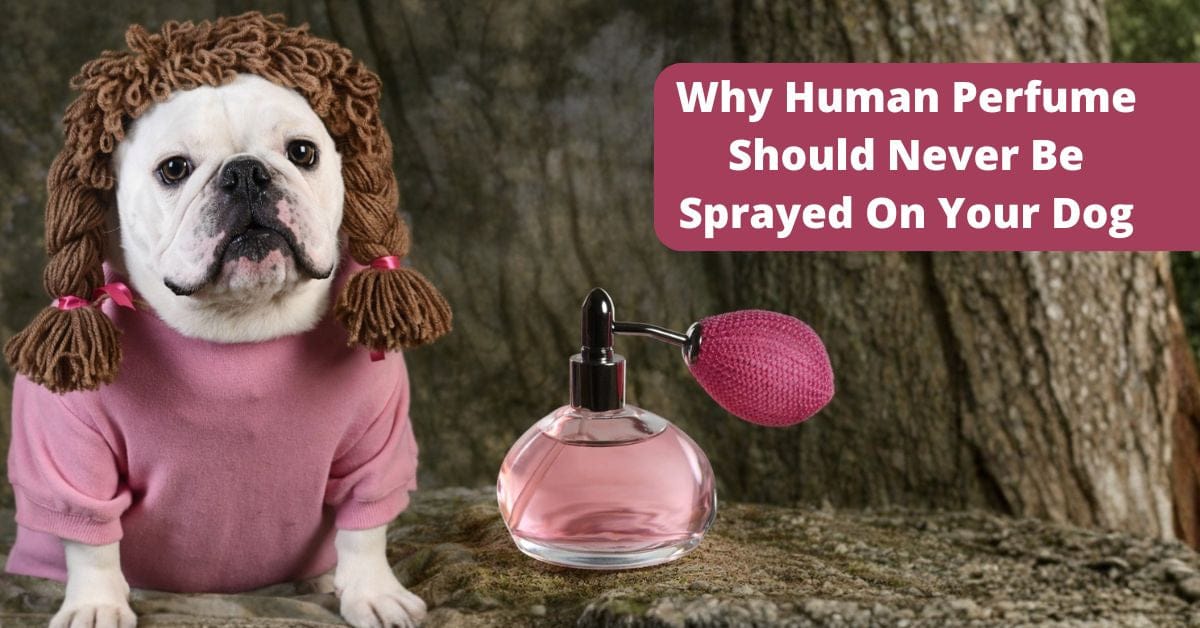 why you should never use human perfume on your dog