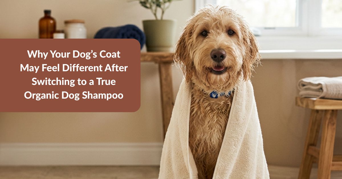 how to transition to a true organic dog shampoo