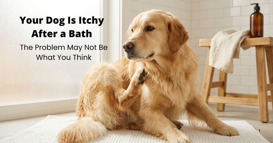 reasons why your dog may be itchy after the bath