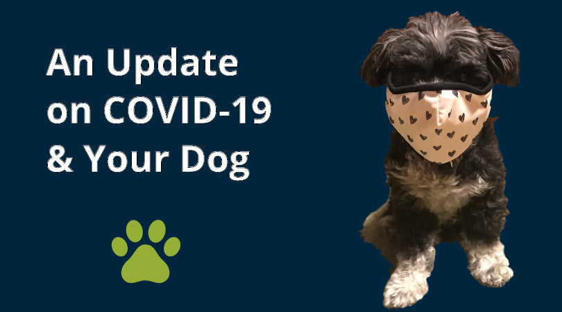 Can my dog get COVID-19? We've got the answers
