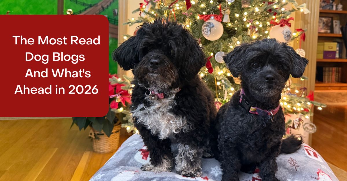 the most read holistic dog blog posts in 2025