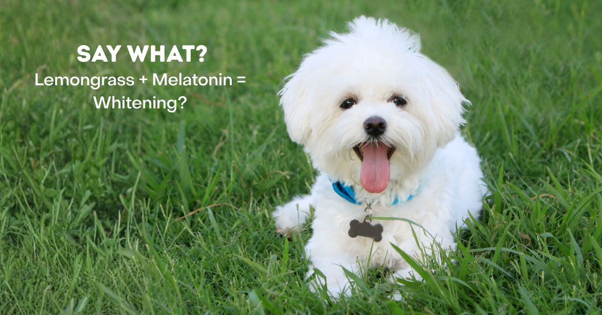Lemongrass + Melatonin = Whitening? Say What?