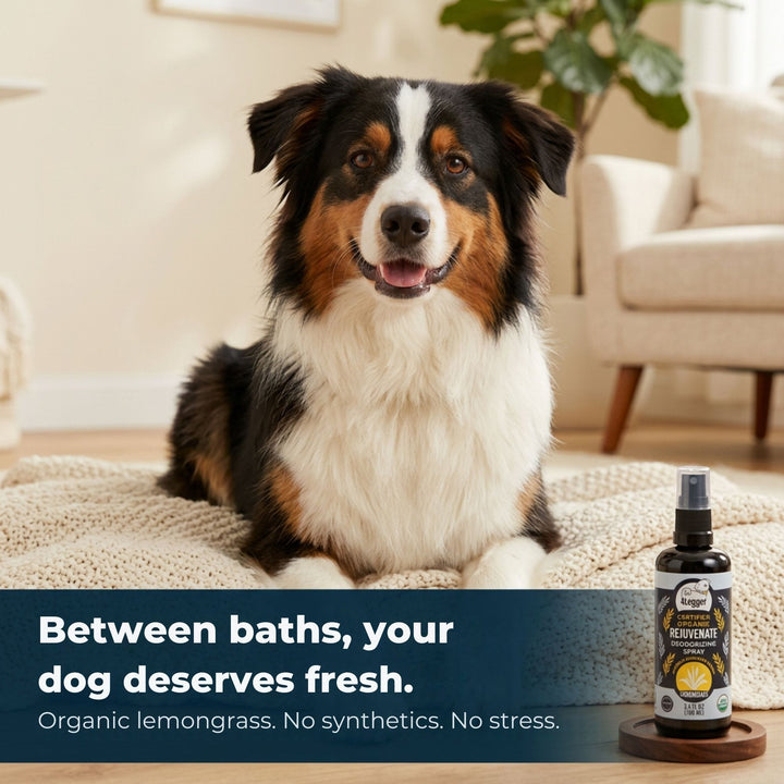 Happy dog between baths - 4-Legger REJUVENATE lemongrass organic dog spray