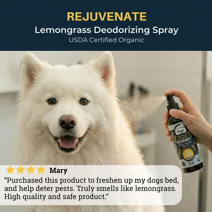 Fresh happy dog after 4-Legger REJUVENATE organic lemongrass deodorizing spray
